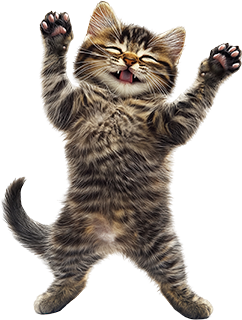 gatito transparente